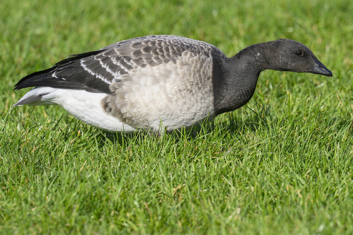 Чёрная казарка - ML644232633