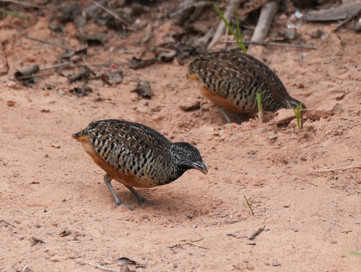 Barred Buttonquail - ML644232651