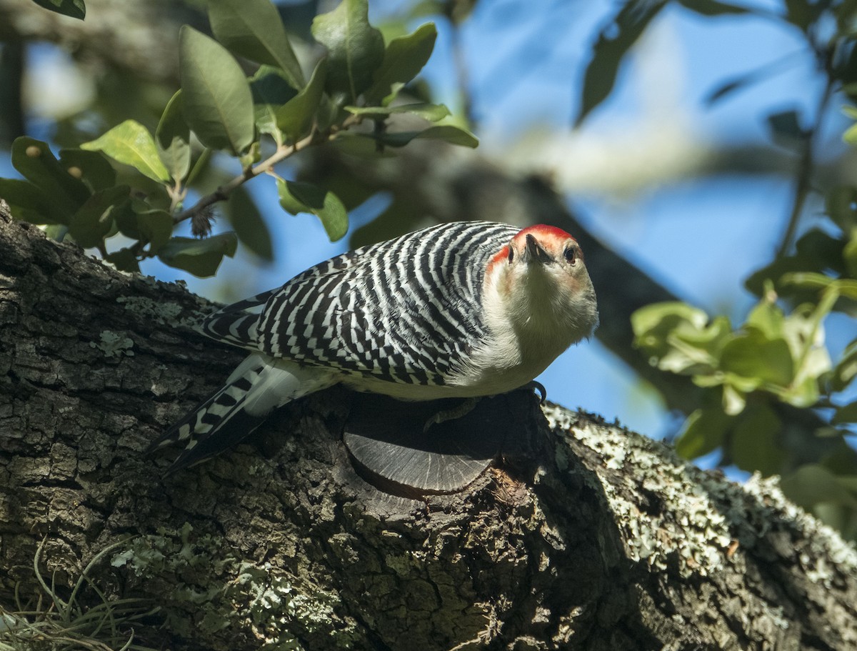Red-bellied Woodpecker - ML644232656