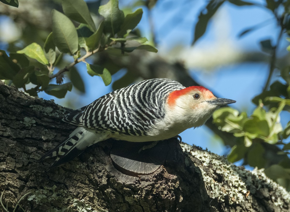 Red-bellied Woodpecker - ML644232657