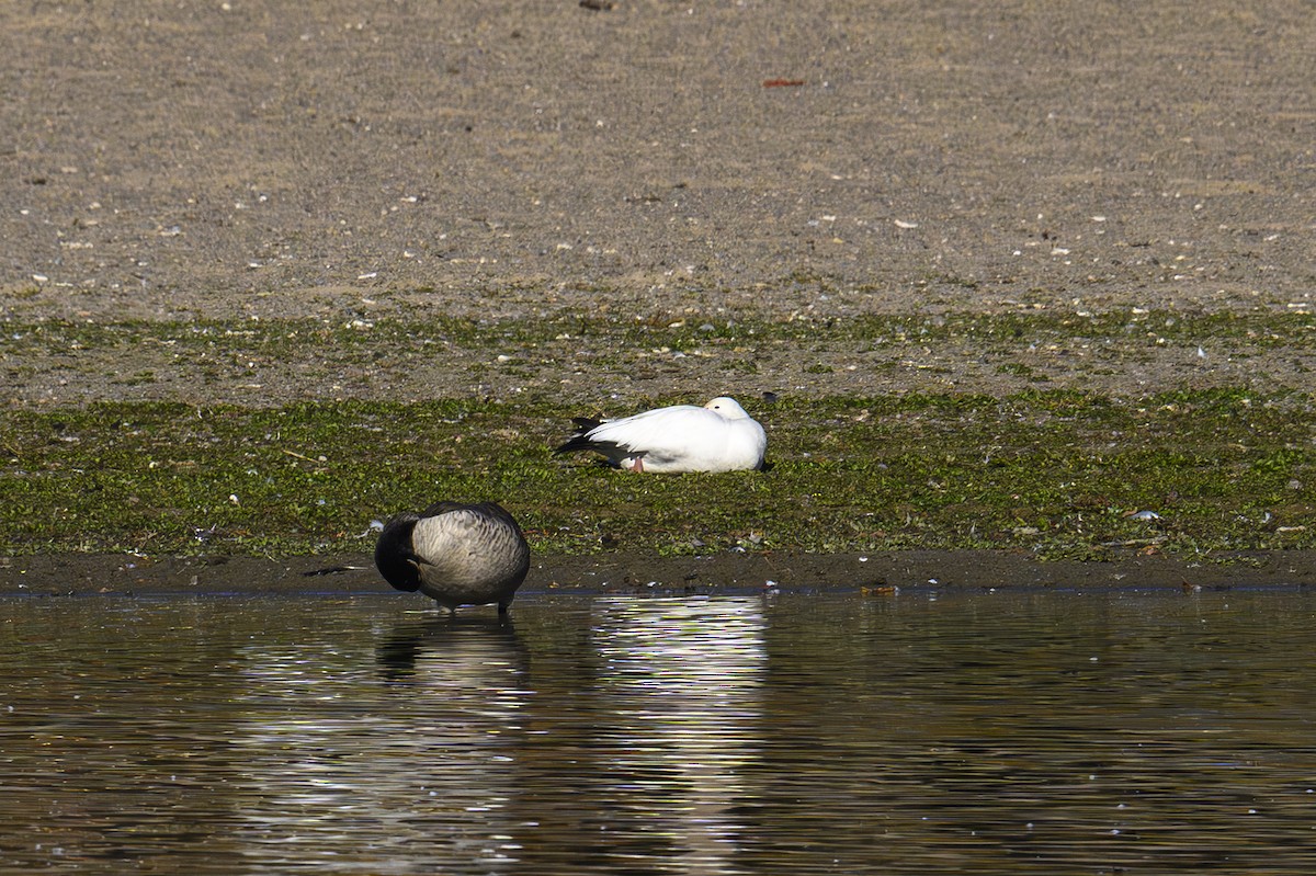 Белый гусь - ML644232665