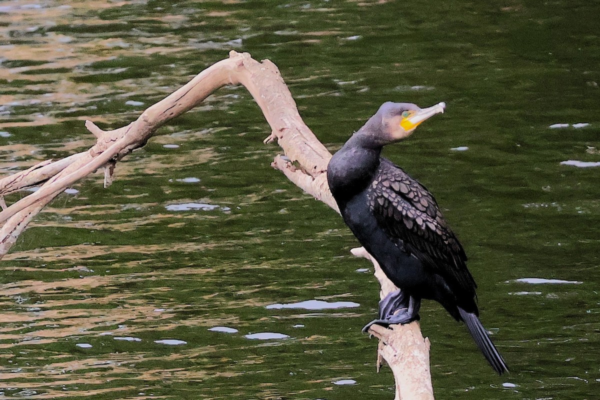 Great Cormorant - ML644232670