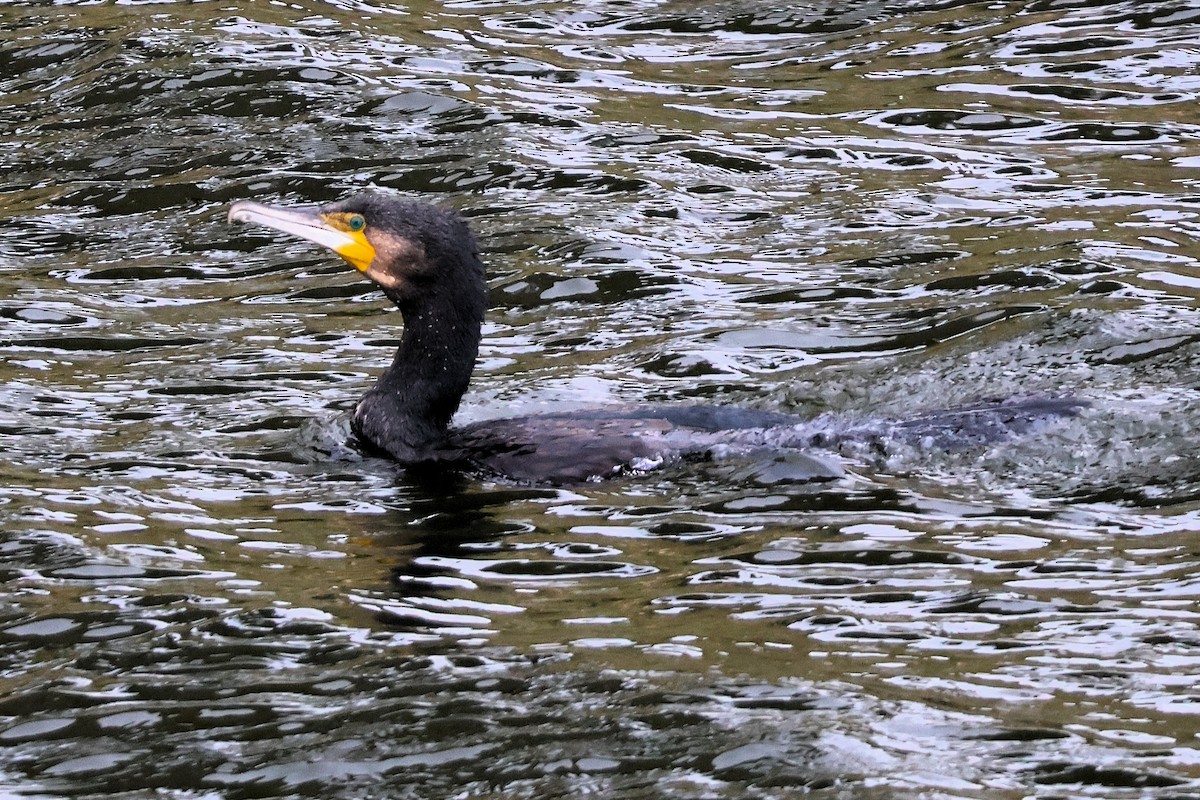 Great Cormorant - ML644232671