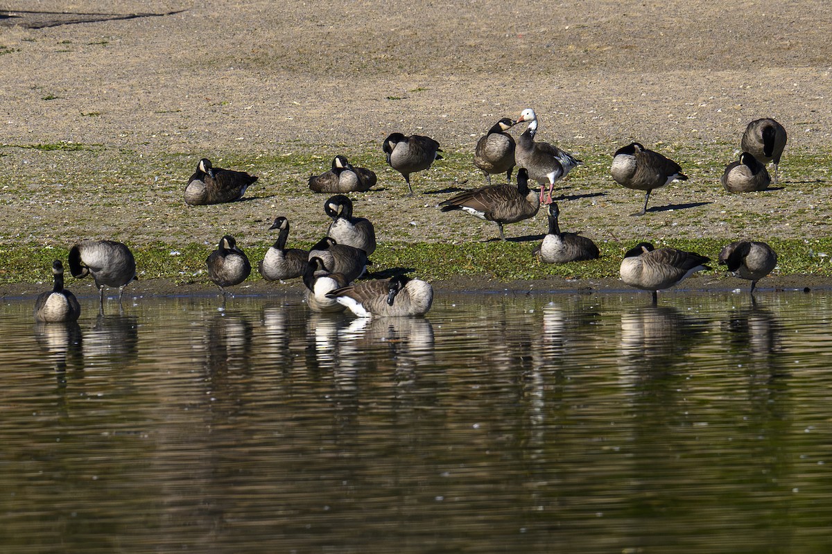 Белый гусь - ML644232678