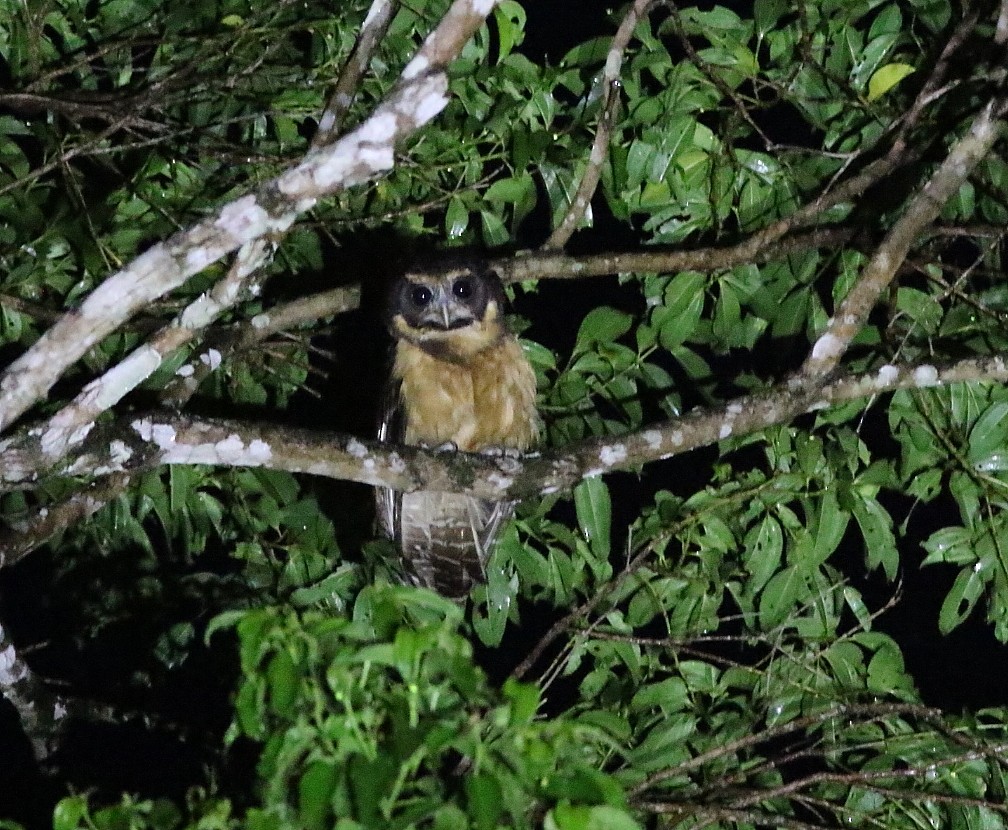 キマユメガネフクロウ - ML644232680