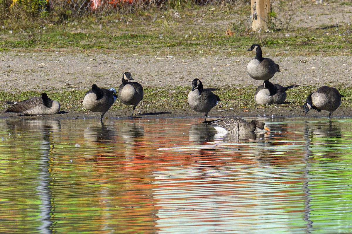 Белолобый гусь - ML644232691