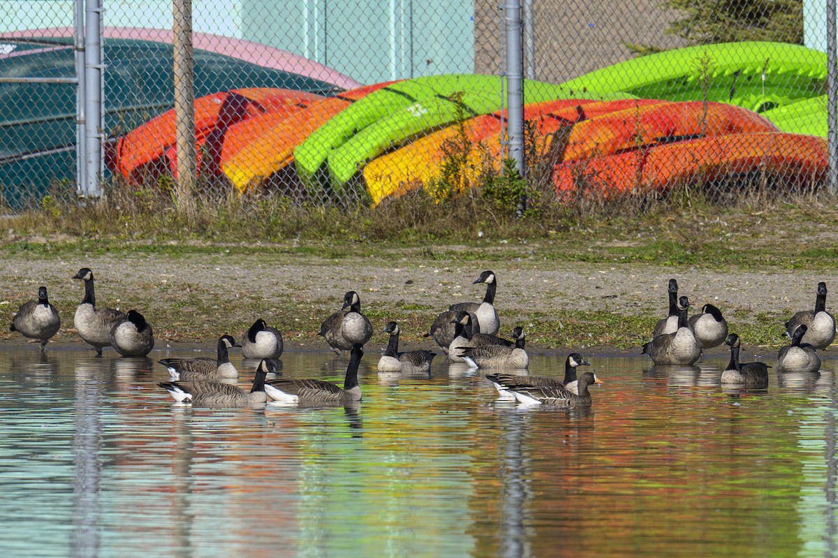 Белолобый гусь - ML644232692