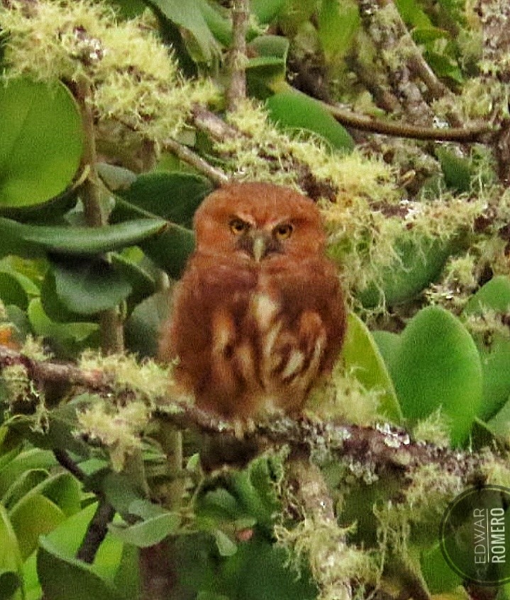 Andean Pygmy-Owl - ML644232697