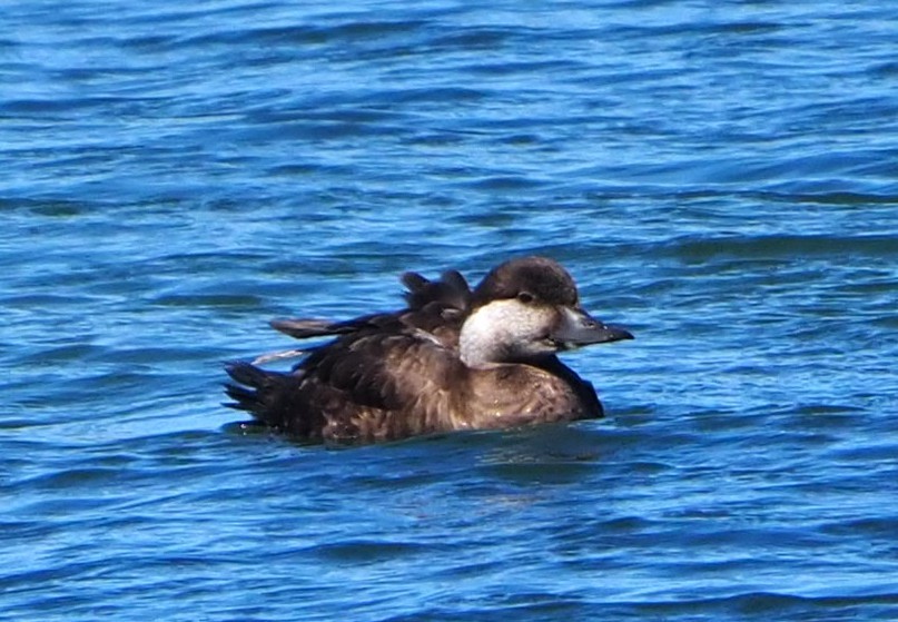 Orchetto marino - ML644232706