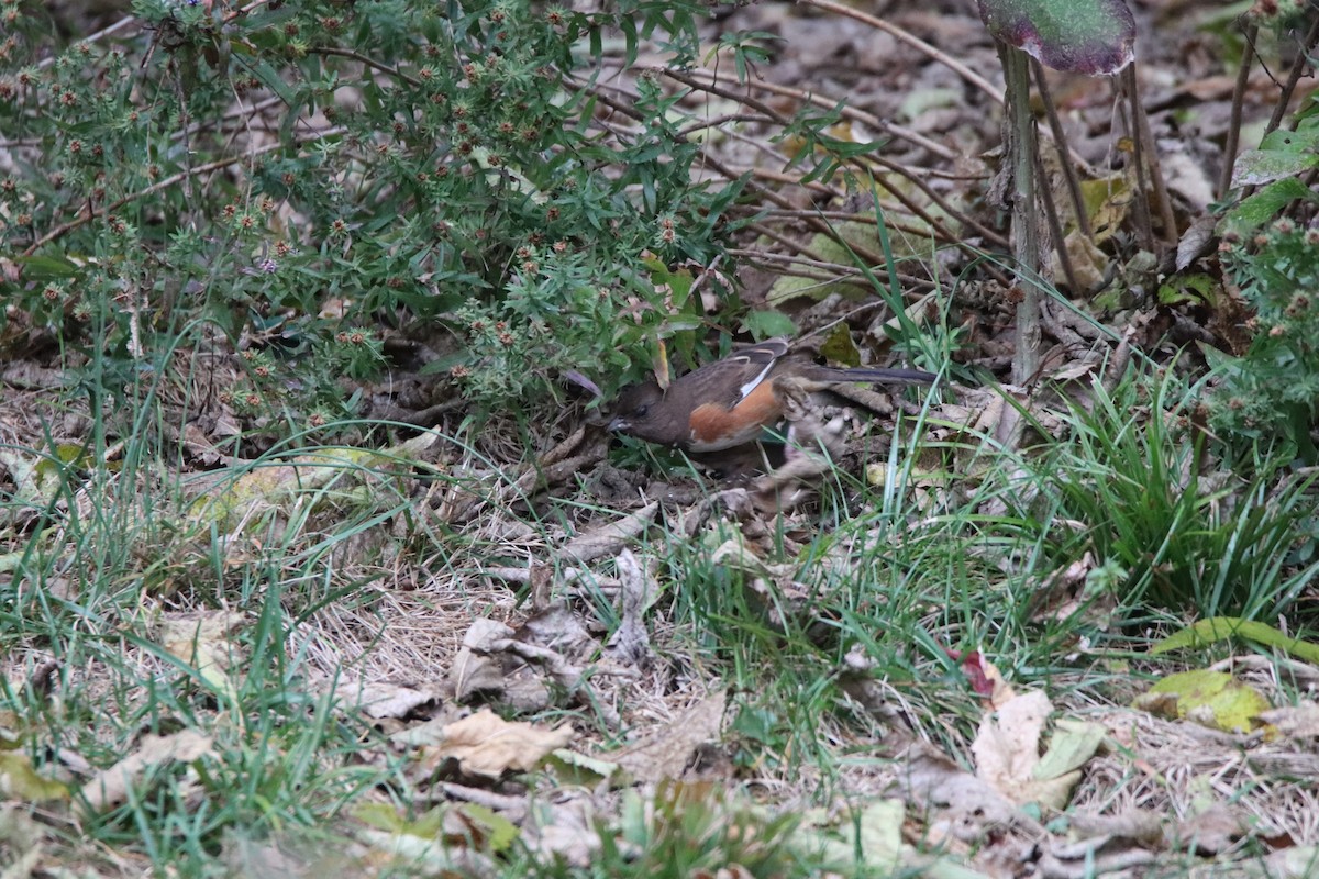 Eastern Towhee - ML644232707