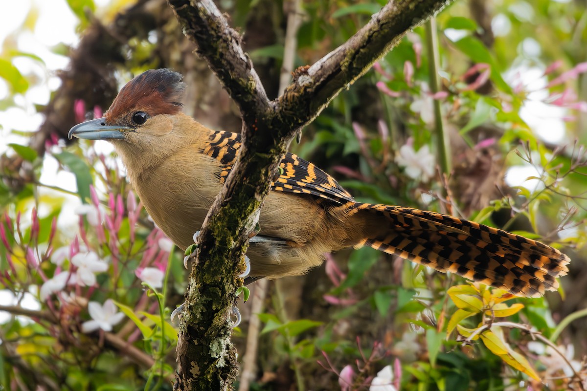 Batará Gigante - ML644232710