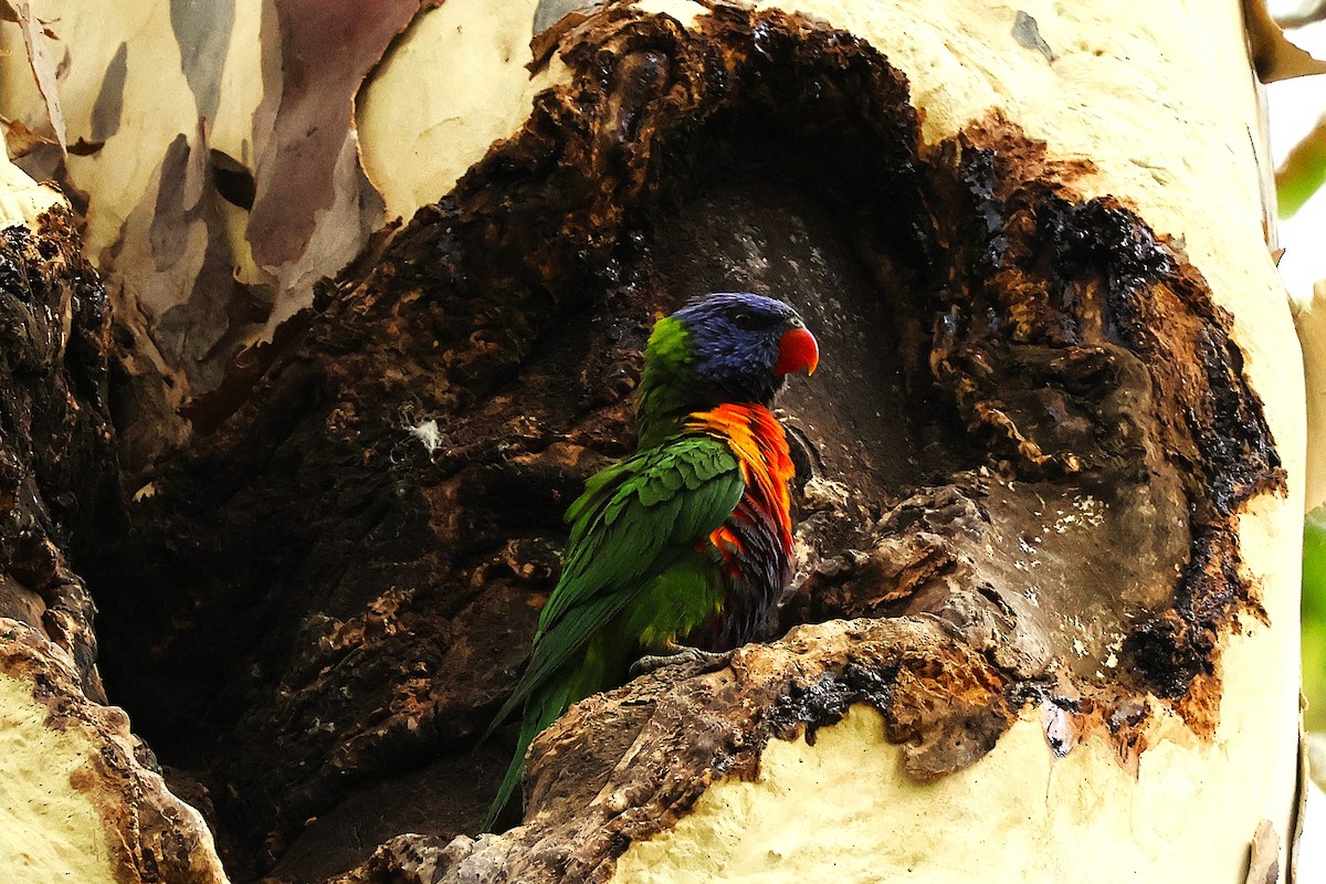 Rainbow Lorikeet - ML644232713