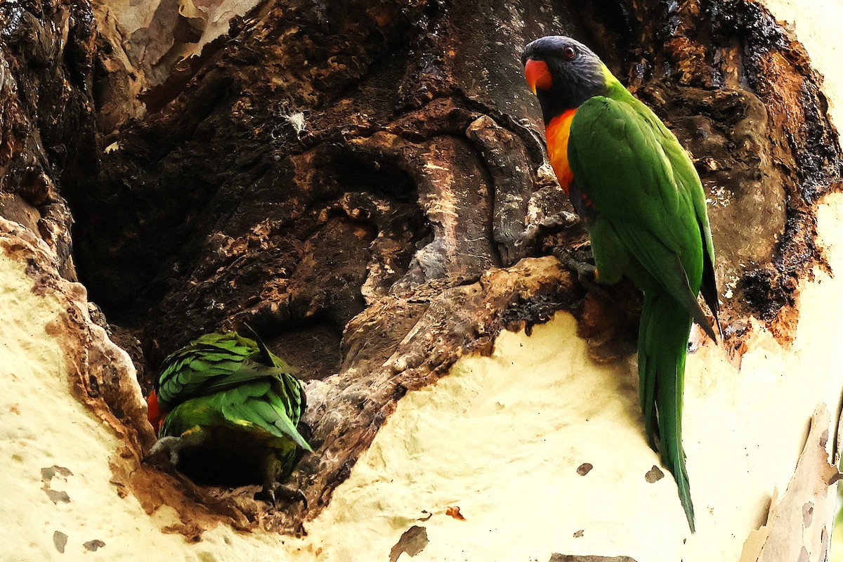 Rainbow Lorikeet - ML644232714
