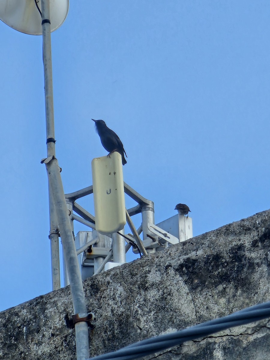 Arabazozo beltza - ML644232718