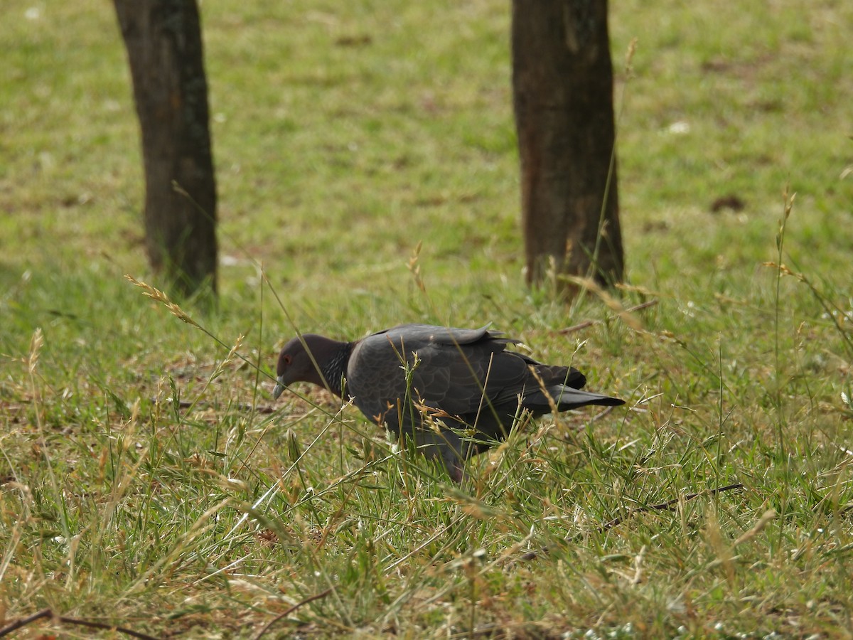 Pikazuro Güvercini - ML644232724