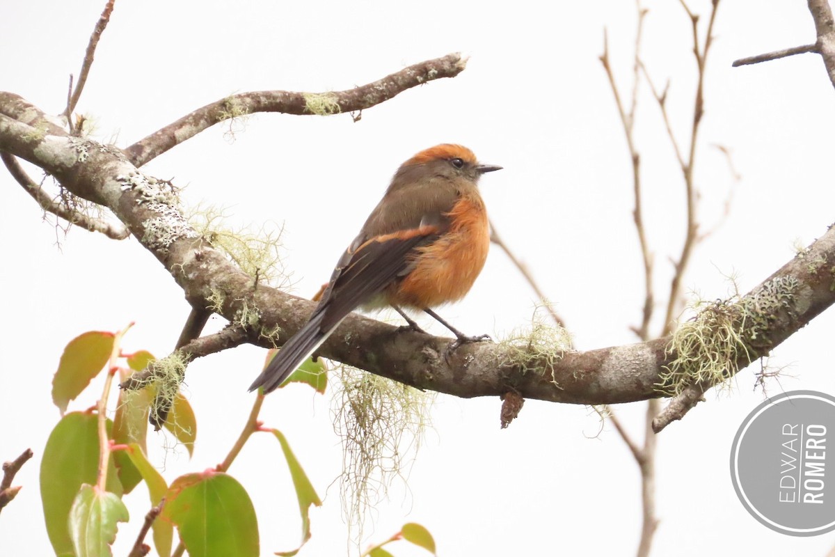 Rufous-browed Chat-Tyrant - ML644232728