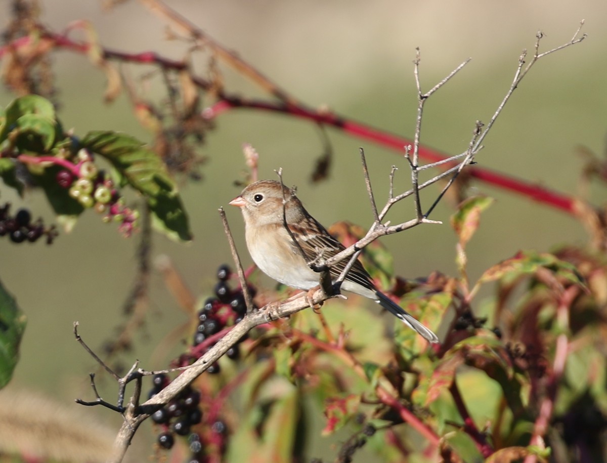 Полевая малая овсянка - ML644232735