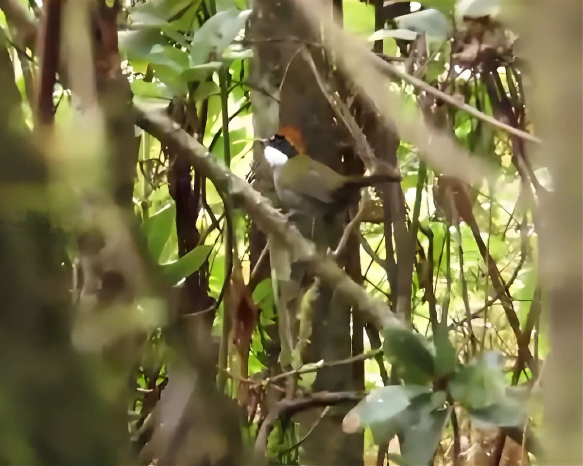 Chestnut-capped Brushfinch - ML644232736