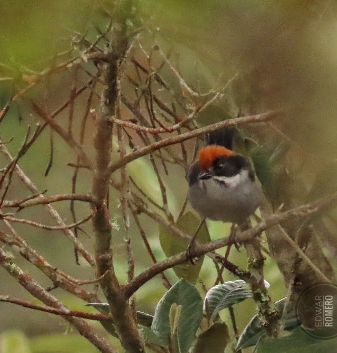 Northern Slaty Brushfinch - ML644232747
