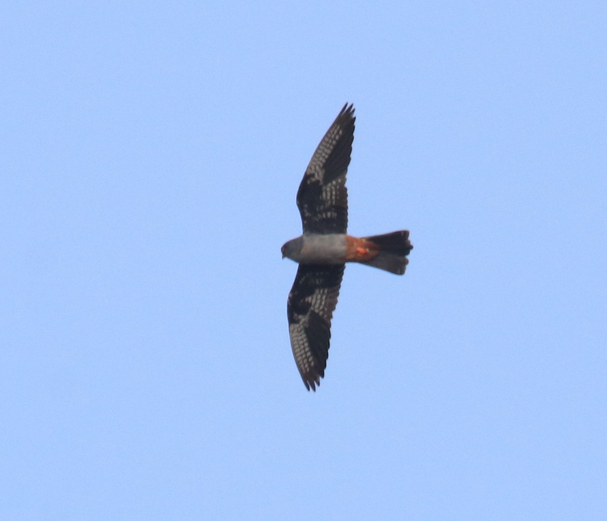 Турамтай шонхор - ML644232752