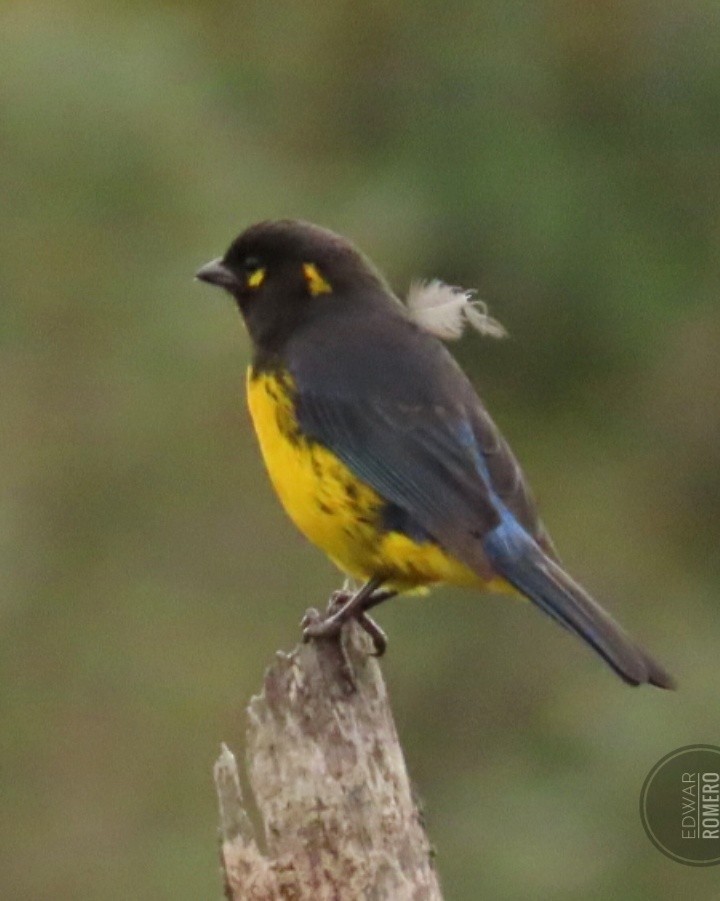 Tangara Lacrimosa - ML644232755