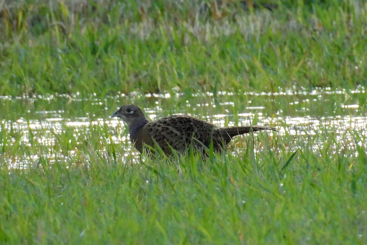 Ring-necked Pheasant - ML644232756