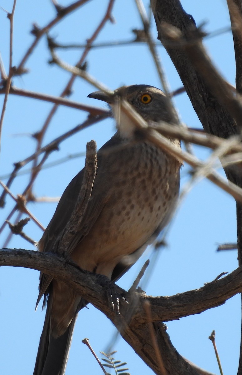 Bendire's Thrasher - ML644232759