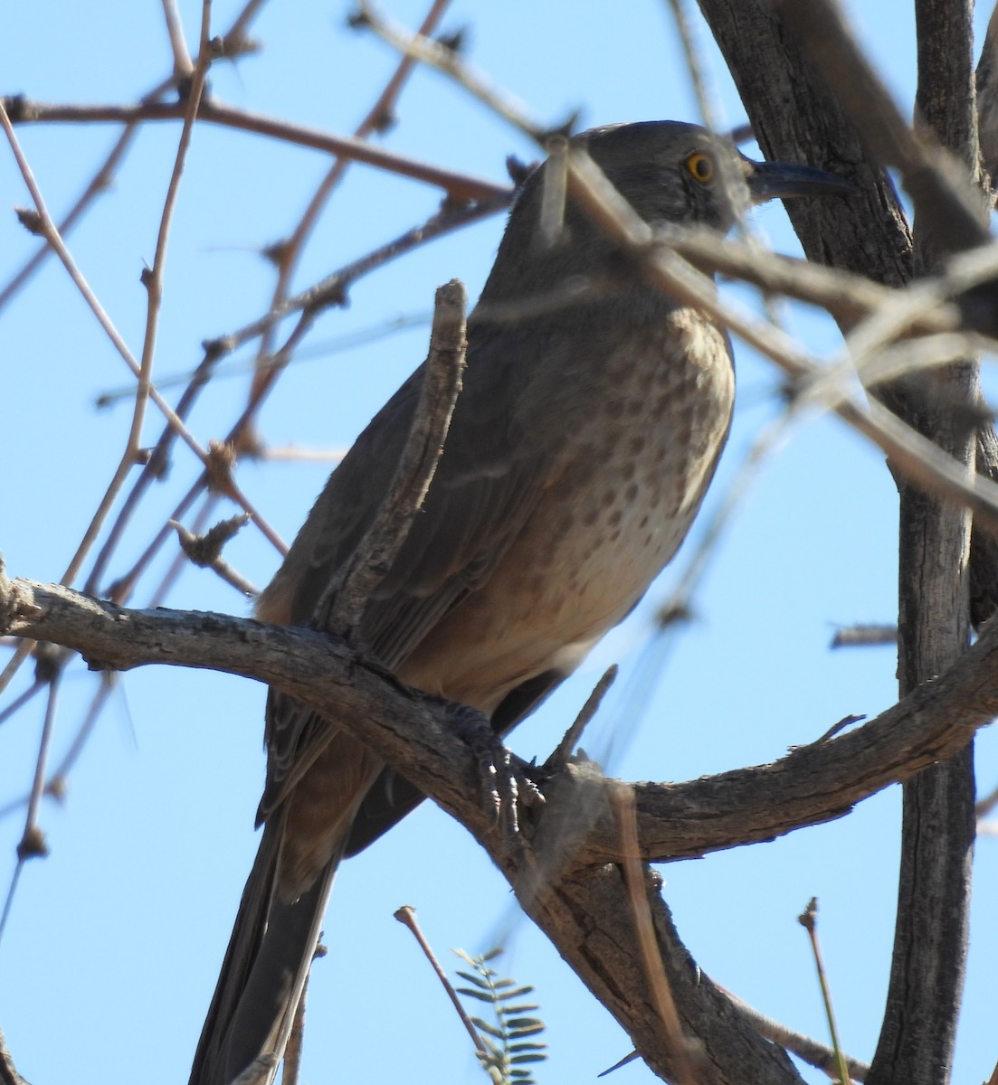 Bendire's Thrasher - ML644232760