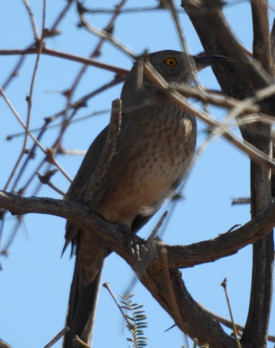 Bendire's Thrasher - ML644232761
