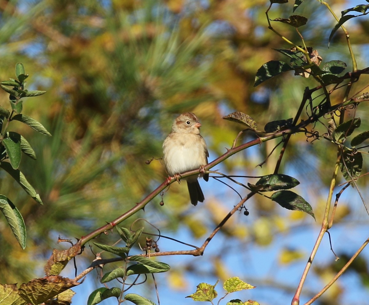 Полевая малая овсянка - ML644232767
