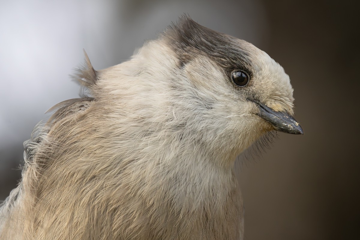 Mésangeai du Canada - ML644232772
