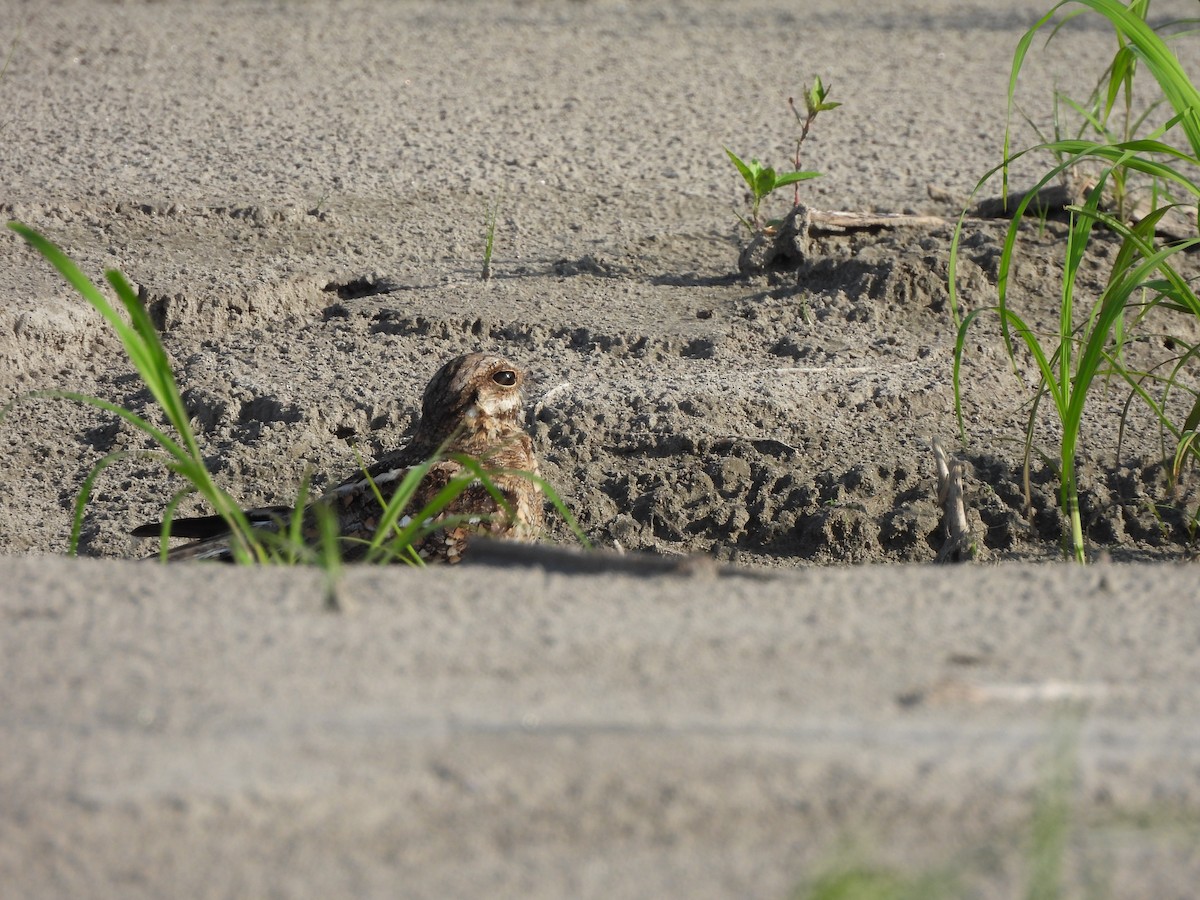 Трезубцехвостый козодой - ML644232788