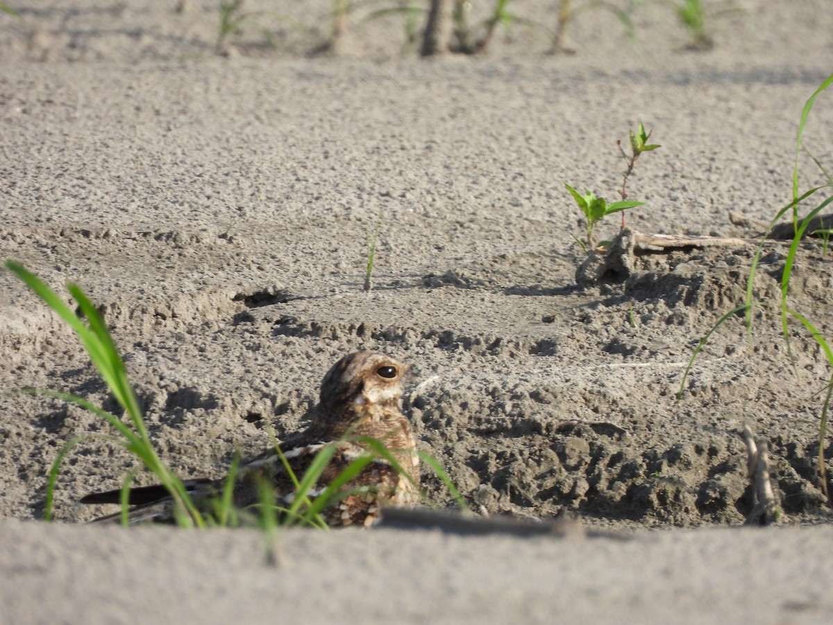 Трезубцехвостый козодой - ML644232789