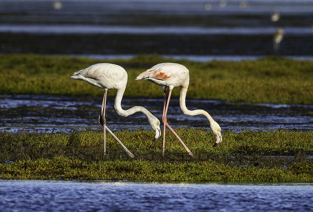 plameňák růžový - ML644232793