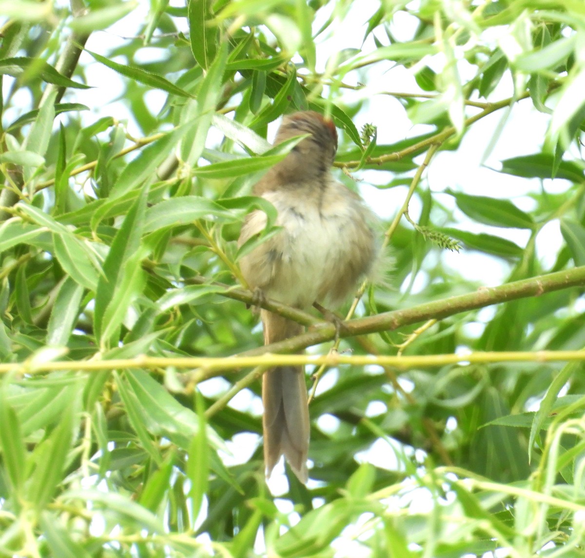 Pale-breasted Spinetail - ML644232795