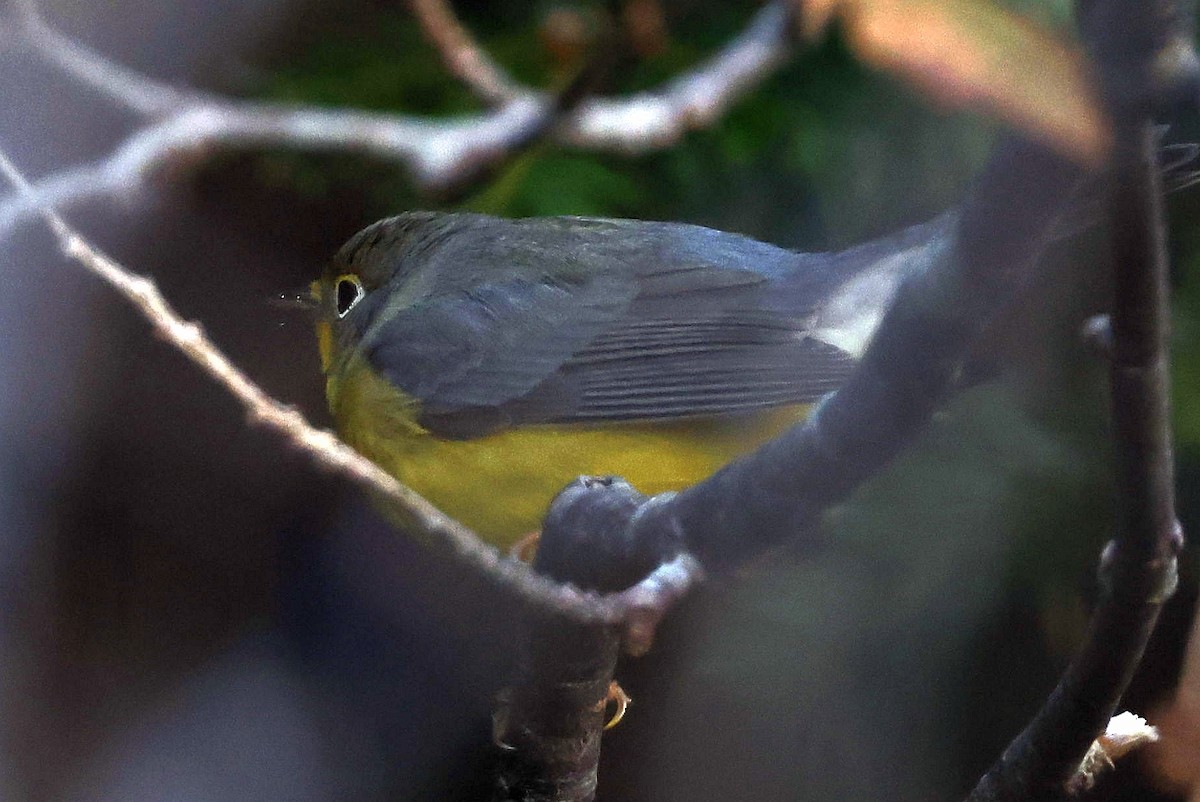 Canada Warbler - ML644232797
