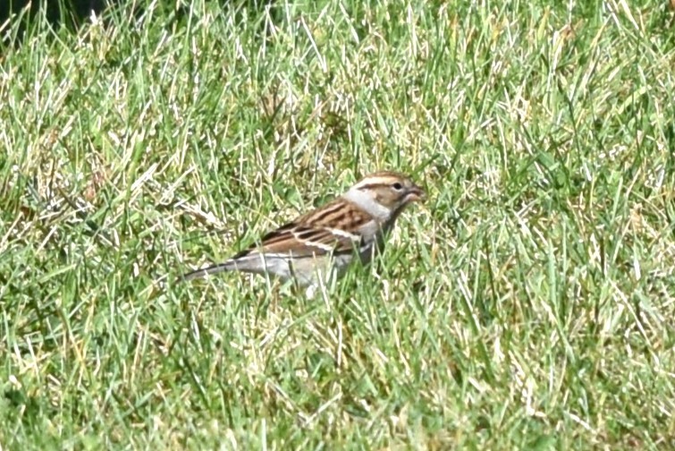 Chipping Sparrow - ML644232803