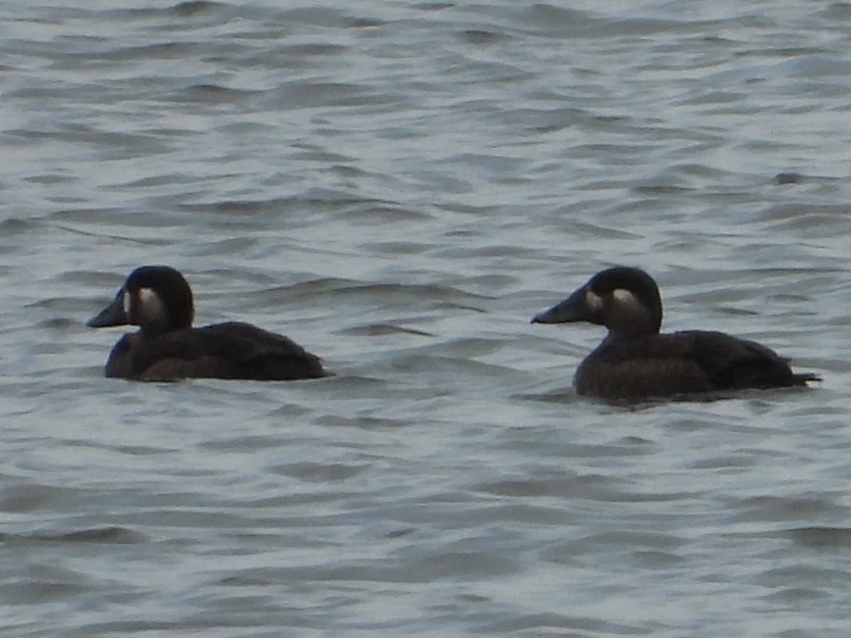 Surf Scoter - ML644232830