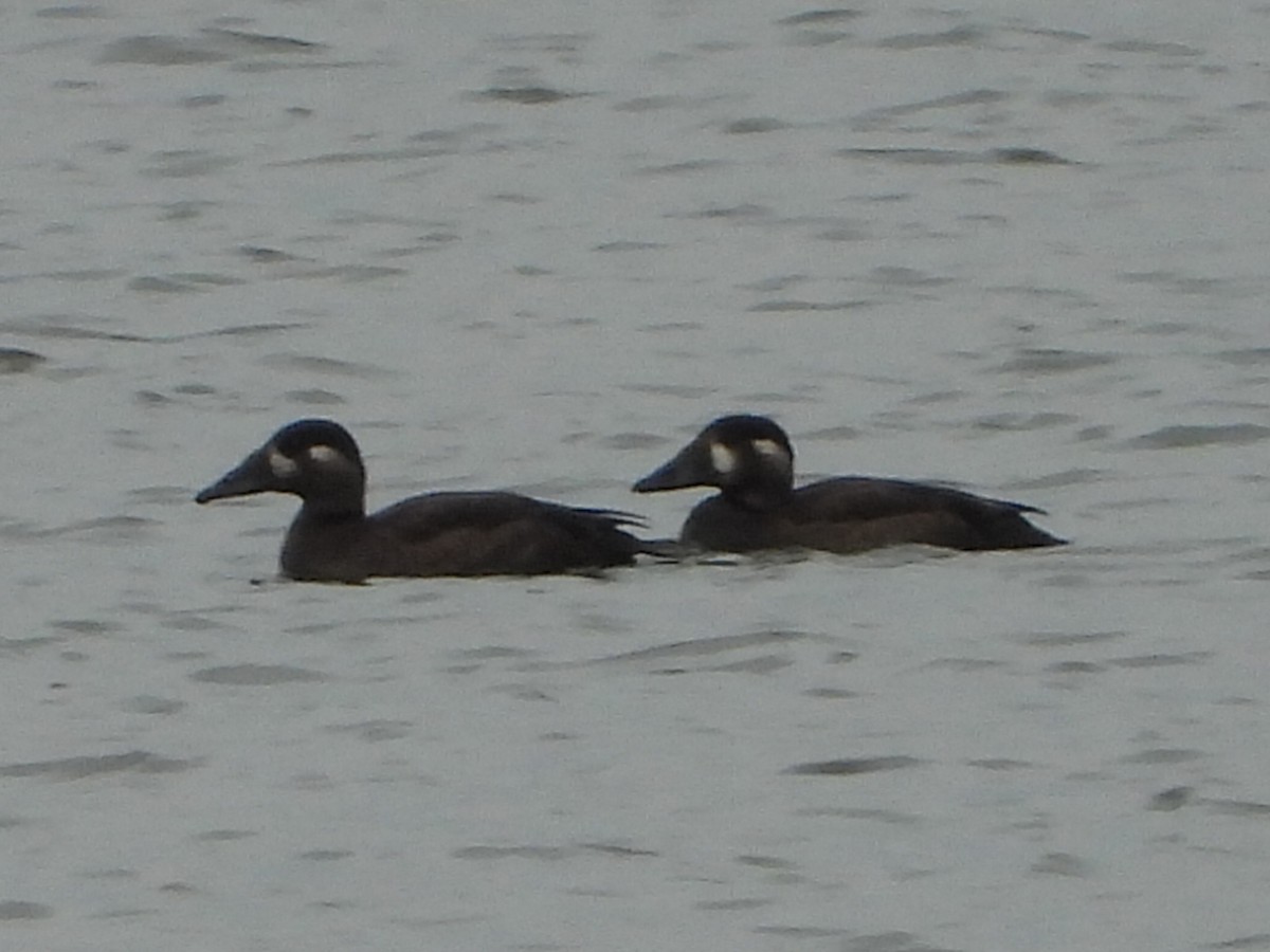 Surf Scoter - ML644232831