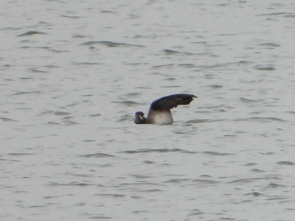 Surf Scoter - ML644232832