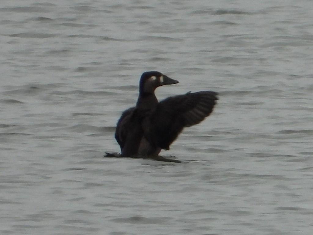 Surf Scoter - ML644232833