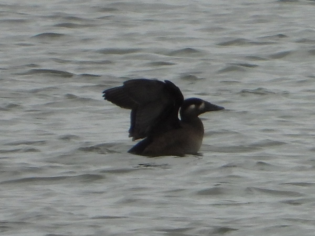 Surf Scoter - ML644232834