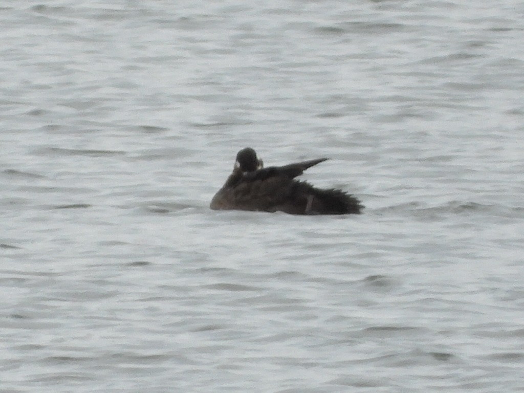 Surf Scoter - ML644232835