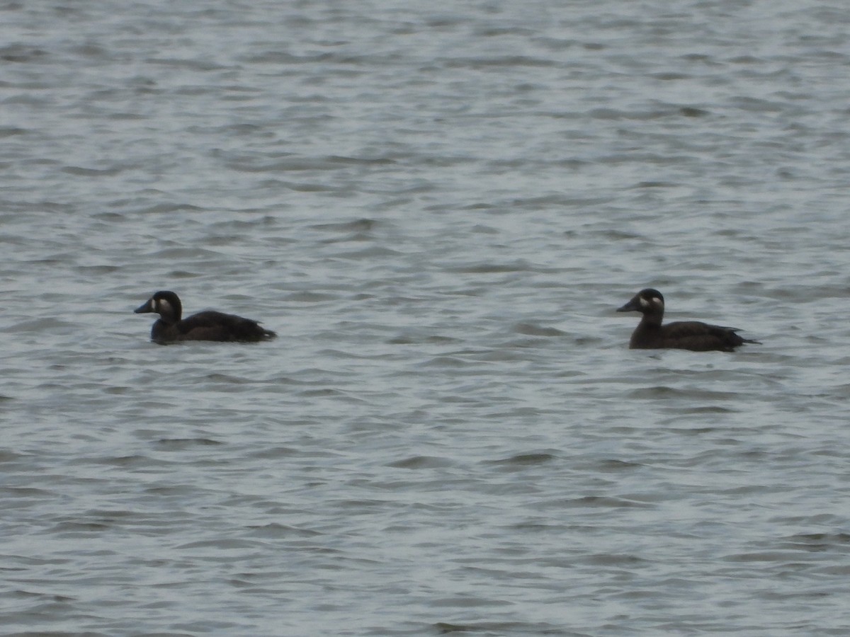 Surf Scoter - ML644232836