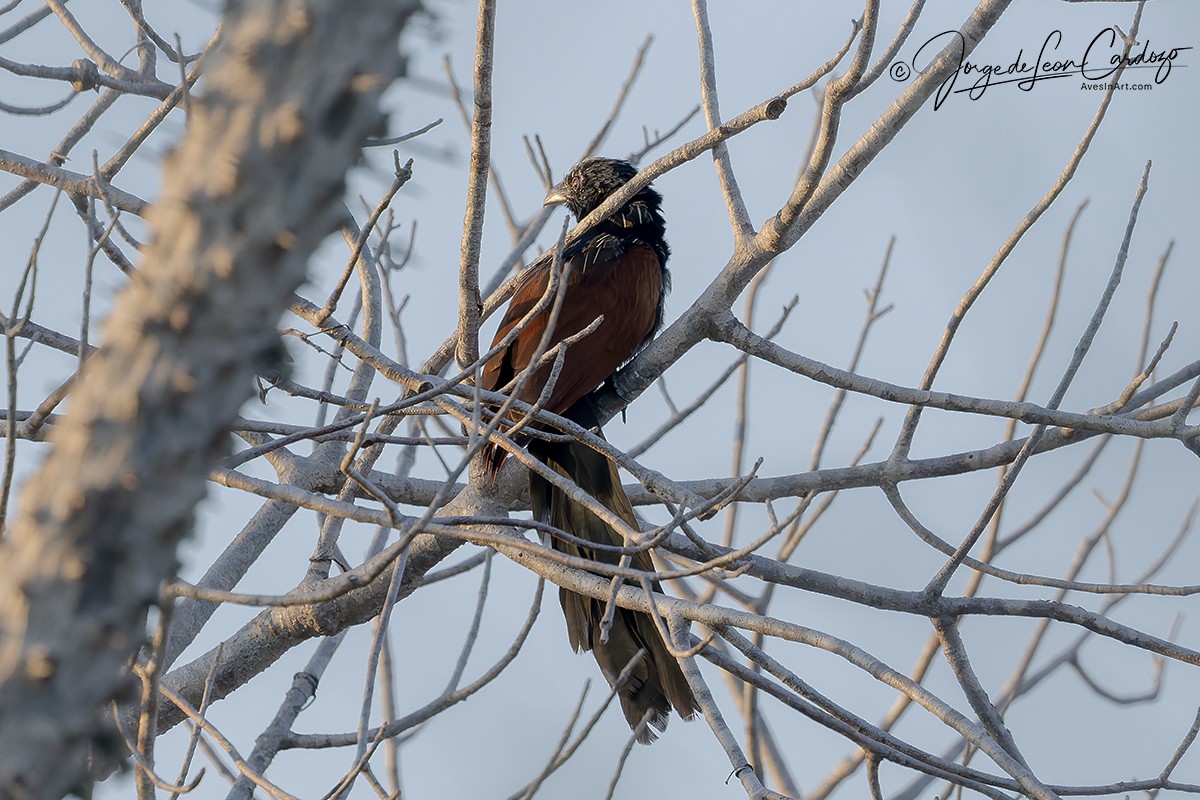 Malagasy Coucal - ML644232844