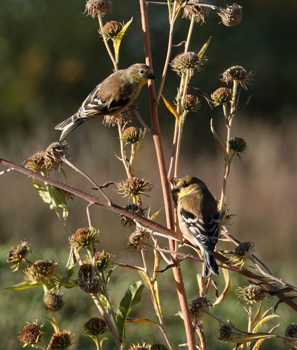 American Goldfinch - ML644232855