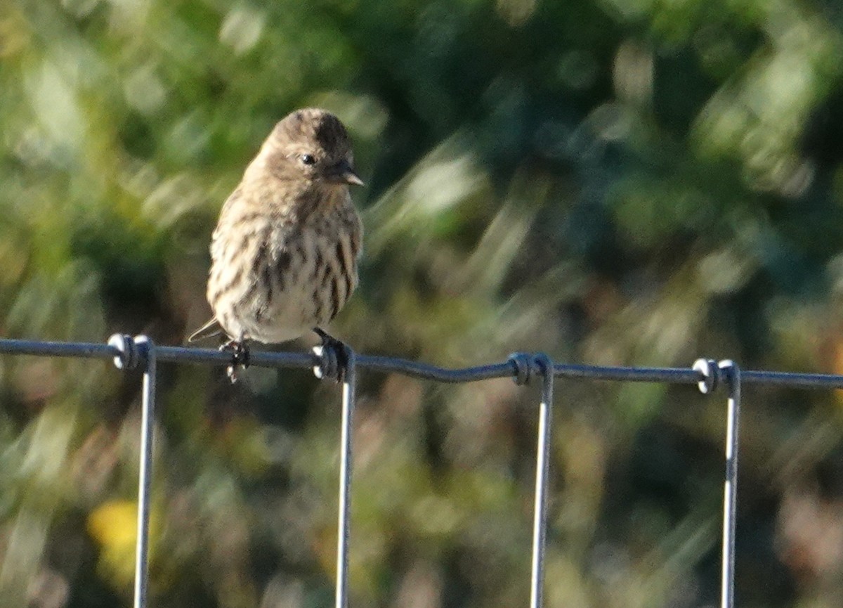 Pine Siskin - ML644232859