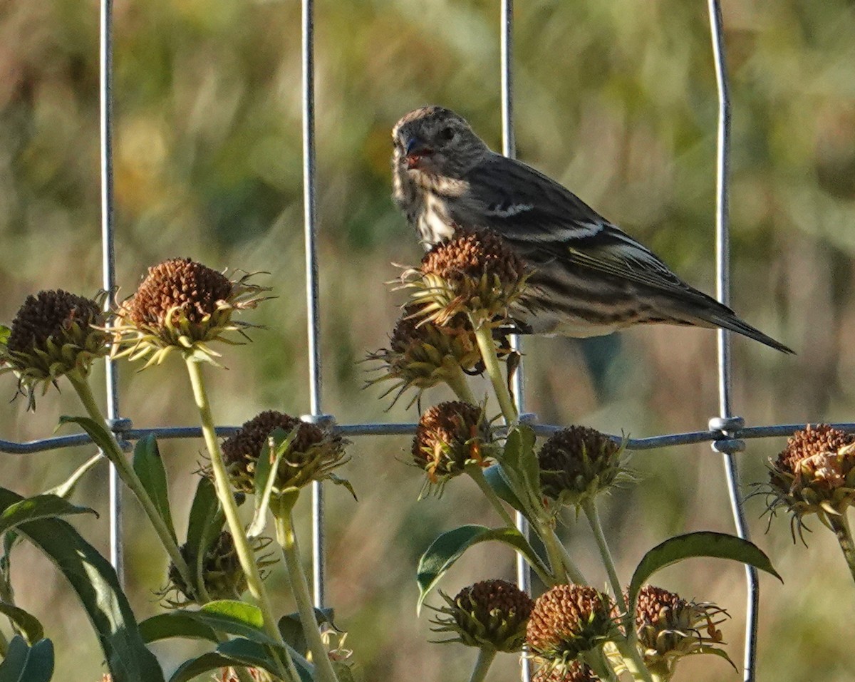 Pine Siskin - ML644232860