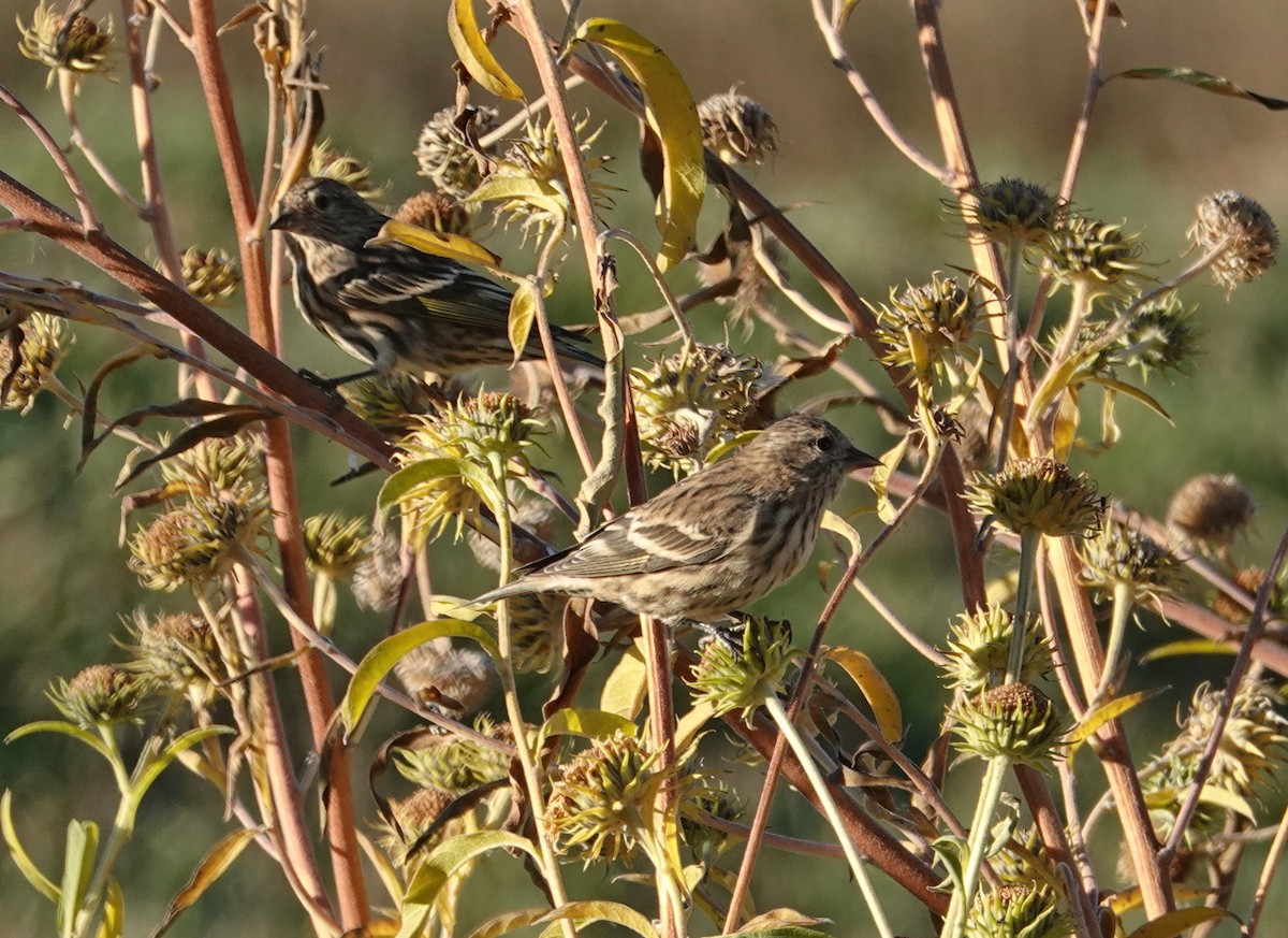 Pine Siskin - ML644232862