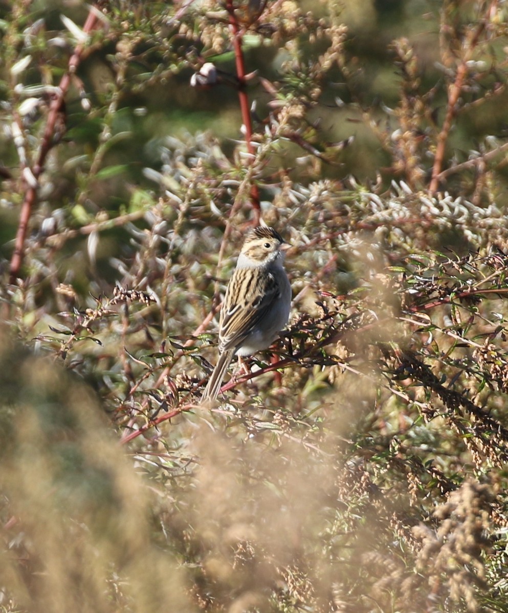 Clay-colored Sparrow - ML644232863
